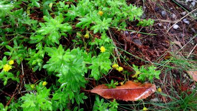 Hippia hutchinsonii, photographed by Di Turner