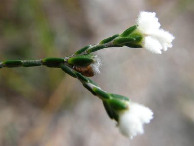 Lachnaea greytonensis, photographed by Klaus Wehrlin