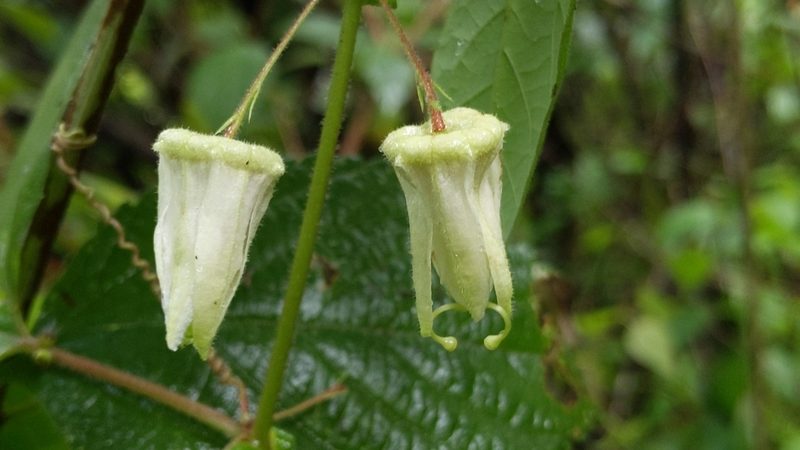 Passiflora bryonioides, photographed by Alan Rockefeller