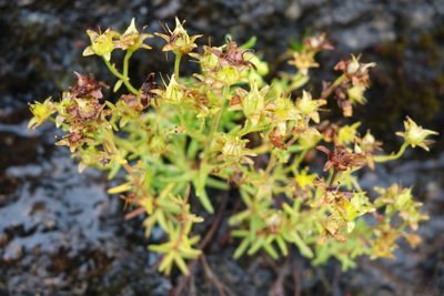 Saxifraga aizoides, photographed by Jan Vršovský