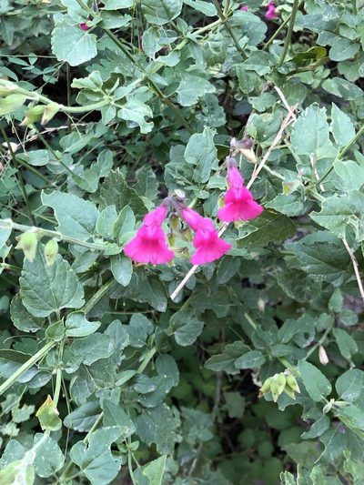 Salvia microphylla, photographed by Rosario Douglas
