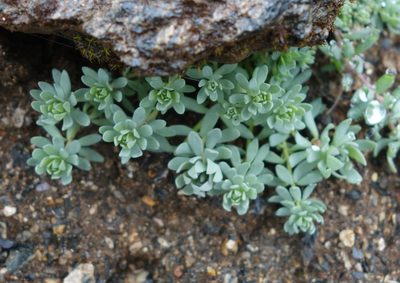 Linaria alpina, photographed by Jan Vršovský