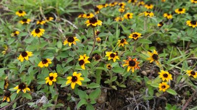 Sanvitalia procumbens, photographed by Alan Rockefeller
