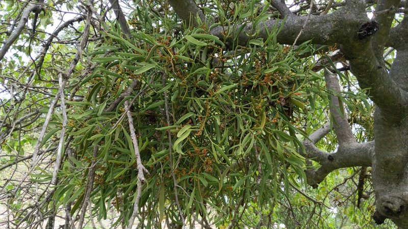 Phoradendron carneum, photographed by Alan Rockefeller