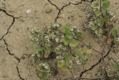 Euphorbia setiloba, photographed by Craig Martin
