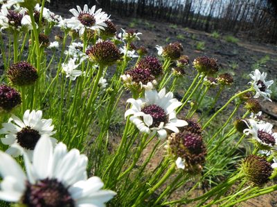 Callilepis leptophylla, photographed by Antoinette Eyssell Knox
