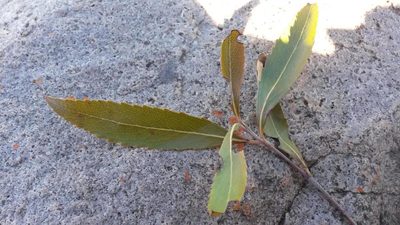 Catha edulis, photographed by Ryan van Huyssteen