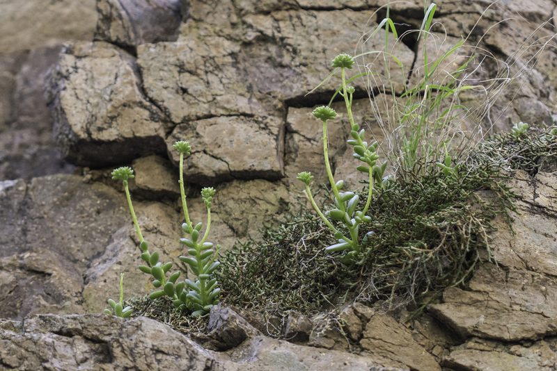 Sedum wrightii, photographed by Craig Martin