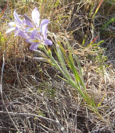 Babiana fourcadei, photographed by Nicola van Berkel