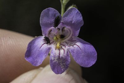 Penstemon linarioides, photographed by Craig Martin