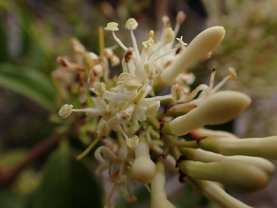 Tripodanthus acutifolius, photographed by Skjold Søndergaard