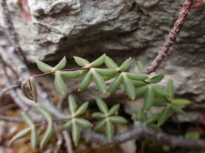 Pellaea ternifolia, photographed by Skjold Søndergaard