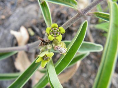 Raphionacme velutina, photographed by Antoinette Eyssell Knox