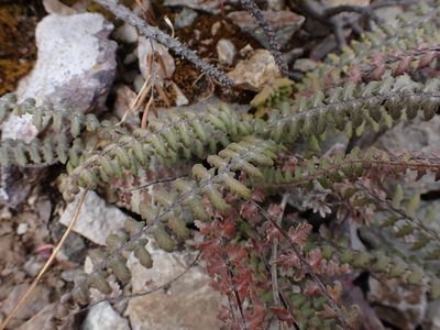Myriopteris aurea, photographed by Skjold Søndergaard