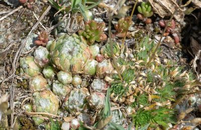 Draba aizoides, photographed by Gergely Nigg
