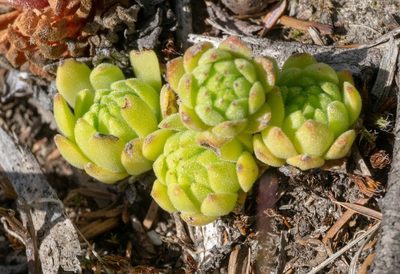 Sempervivum montanum, photographed by Gergely Nigg