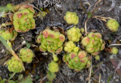 Sempervivum montanum, photographed by Gergely Nigg