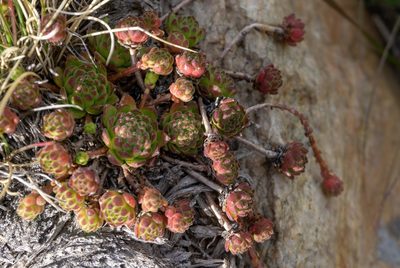 Sempervivum montanum, photographed by Gergely Nigg