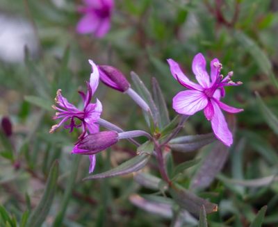 Epilobium fleischeri, photographed by Gergely Nigg