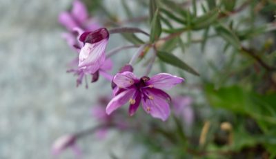 Epilobium fleischeri, photographed by Gergely Nigg