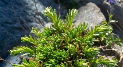 Saxifraga aizoides, photographed by Gergely Nigg