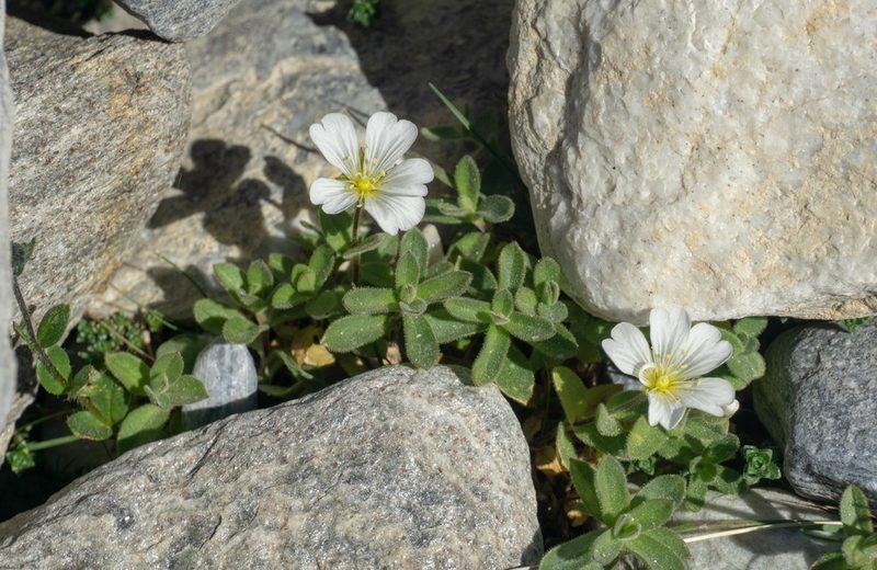 Cerastium latifolium, photographed by Gergely Nigg