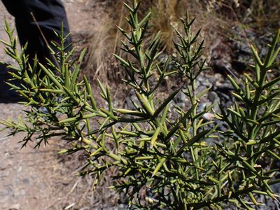 Colletia spinosissima, photographed by Skjold Søndergaard