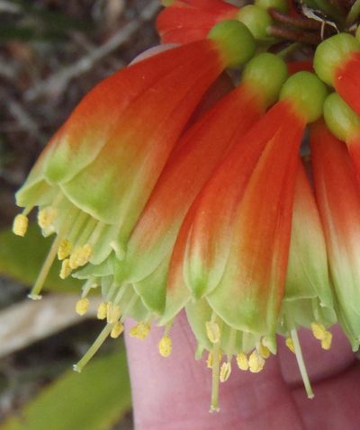 Clivia nobilis, photographed by Nicola van Berkel