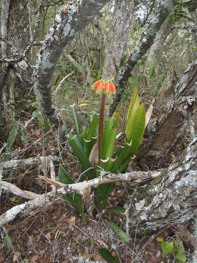 Clivia nobilis, photographed by Nicola van Berkel