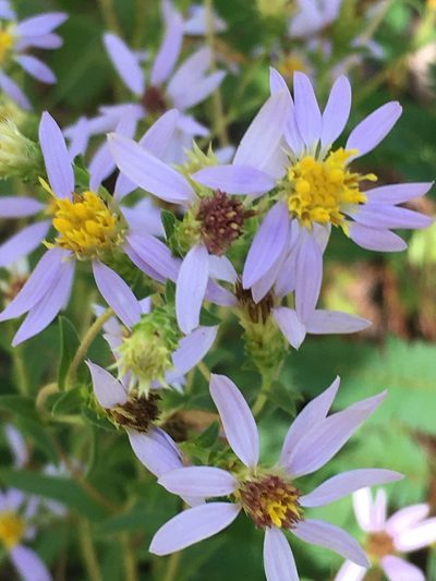Eurybia compacta, photographed by Becky Dill