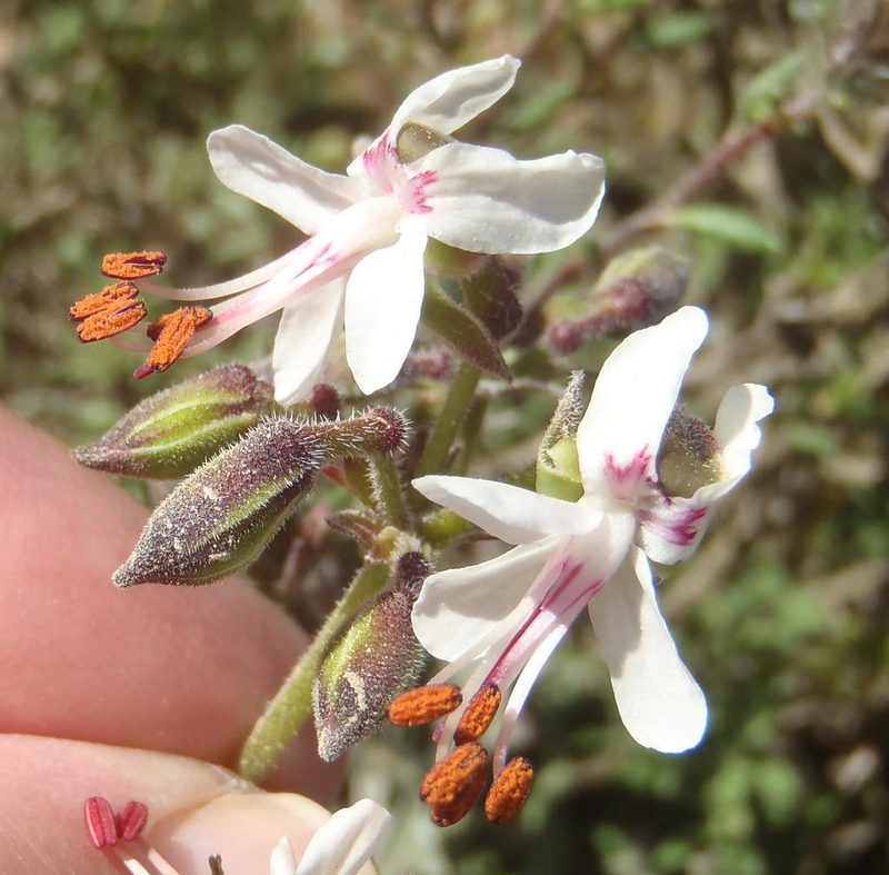 Pelargonium laxum, photographed by Nicola van Berkel