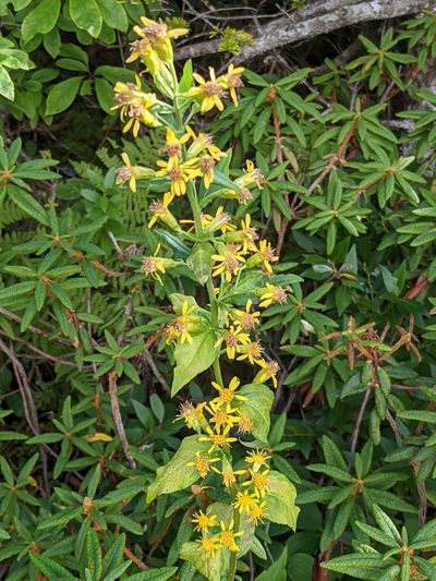 Solidago macrophylla, photographed by Todd Boland