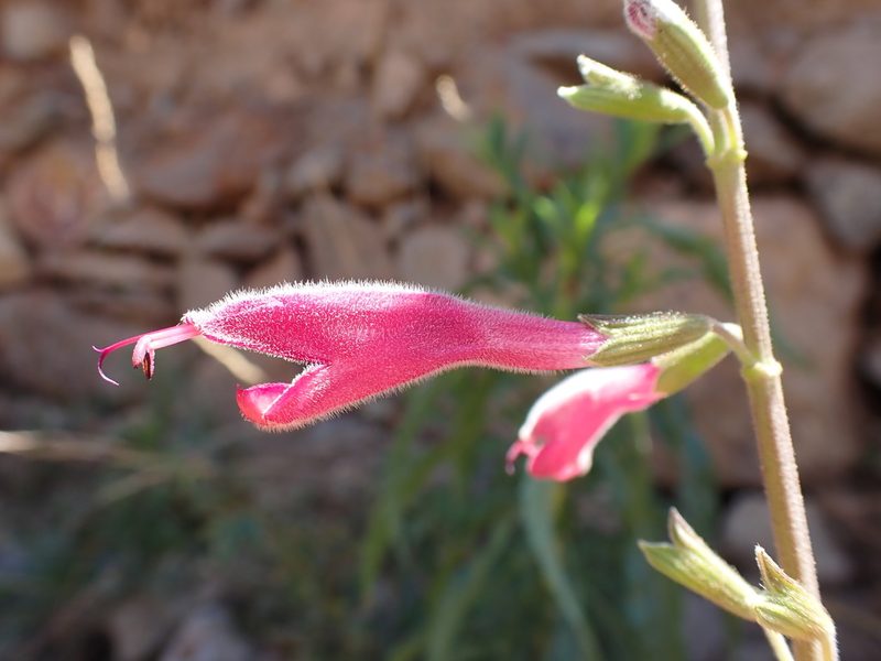 Salvia oppositiflora, photographed by Skjold Søndergaard