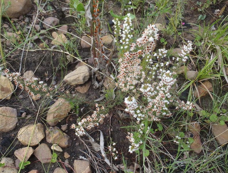 Erica orientalis, photographed by Nicola van Berkel