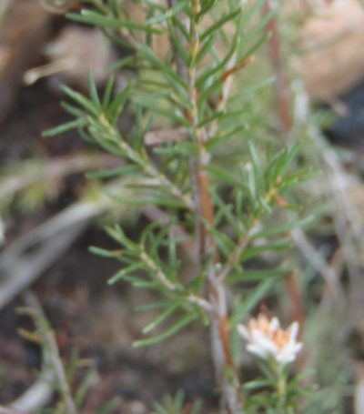 Erica orientalis, photographed by Nicola van Berkel