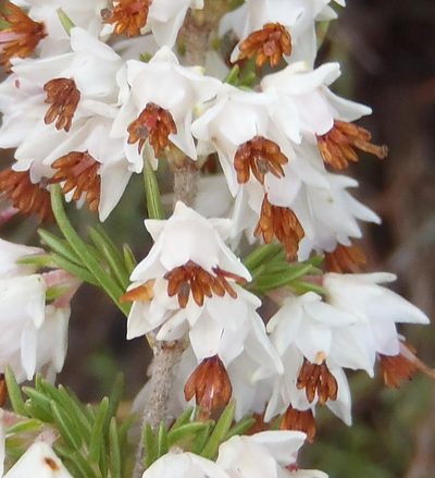 Erica orientalis, photographed by Nicola van Berkel