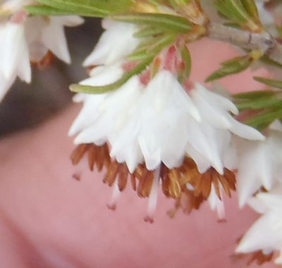 Erica orientalis, photographed by Nicola van Berkel