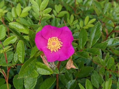 Rosa virginiana, photographed by Todd Boland