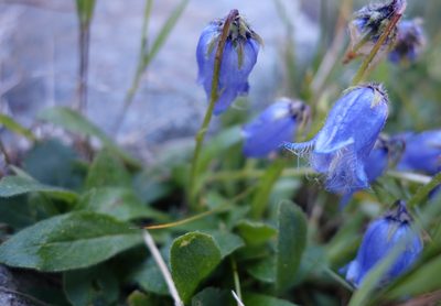 Campanula barbata, photographed by Jan Vršovský