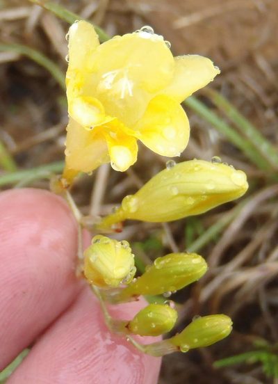Freesia corymbosa, photographed by Nicola van Berkel