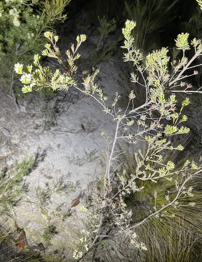 Homoranthus virgatus, photographed by Tony Eales