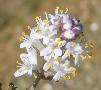 Selago albida, photographed by Nicola van Berkel