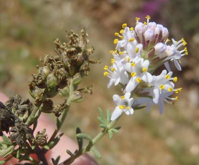 Selago albida, photographed by Nicola van Berkel