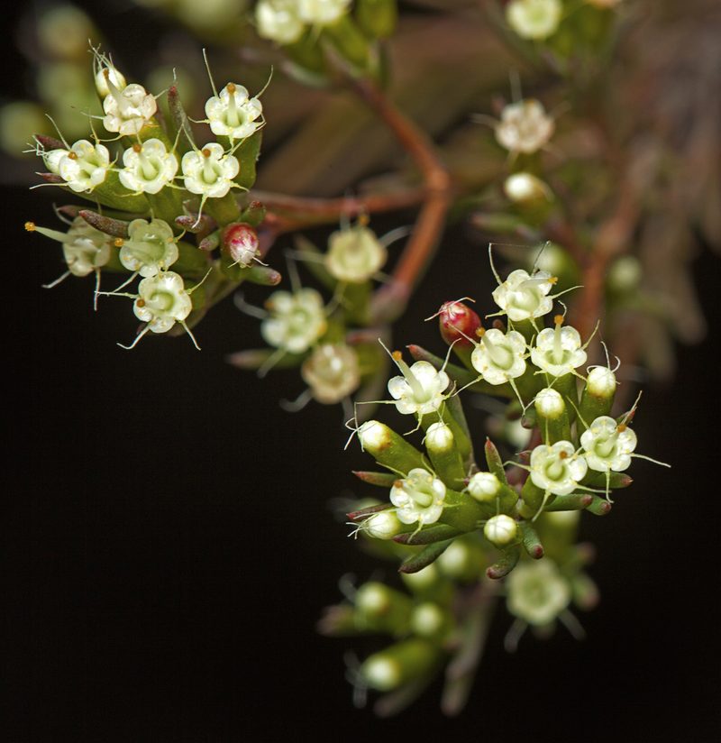 Homoranthus virgatus, photographed by Tony Eales