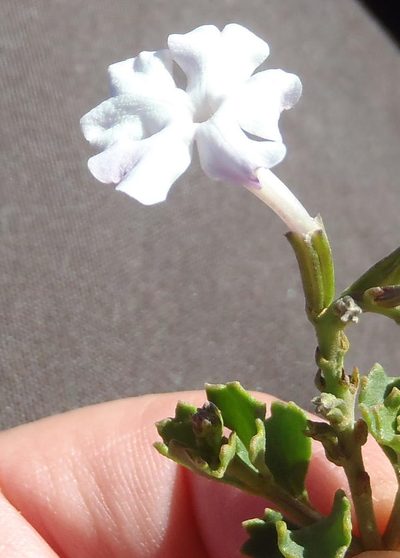 Chascanum cuneifolium, photographed by Nicola van Berkel