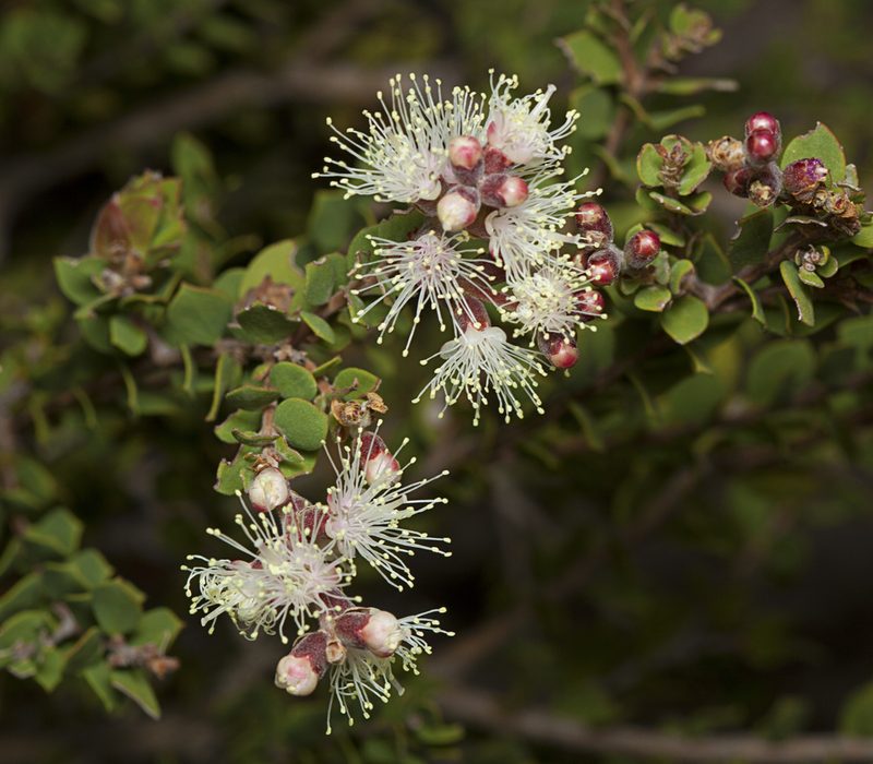 Melaleuca cheelii, photographed by Tony Eales