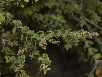 Melaleuca cheelii, photographed by Tony Eales