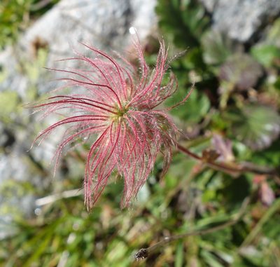 Geum montanum, photographed by Jan Vršovský