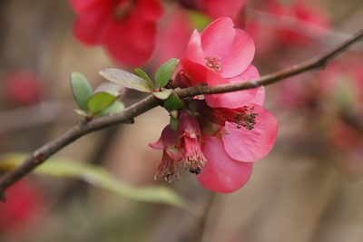 Chaenomeles speciosa, photographed by Tony Rebelo