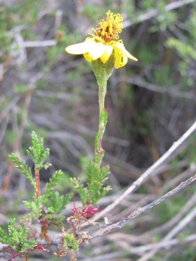 Senecio achilleifolius, photographed by douglaseustonbrown
